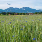 Getreidefeld mit Kornblumen vor Bergkulisse