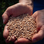 Hände voller Getreidekörner