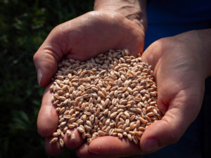 Hände voller Getreidekörner