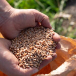 Hände voller Getreidekörner