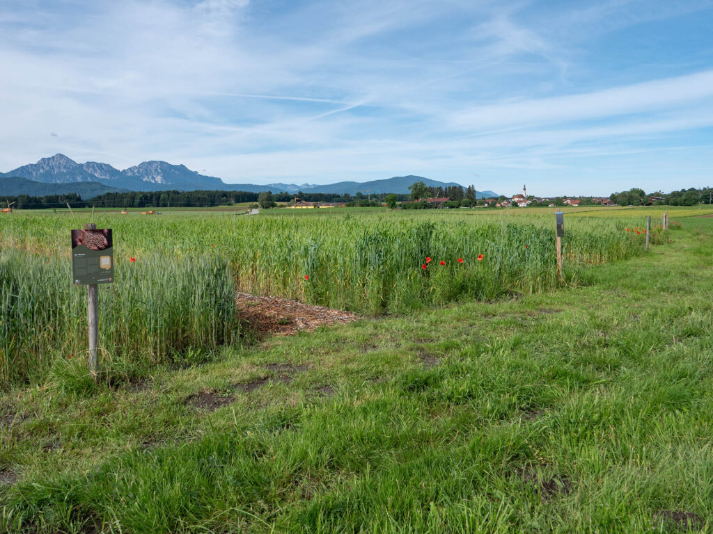 Biosphären-Getreidegarten mit Bergblick