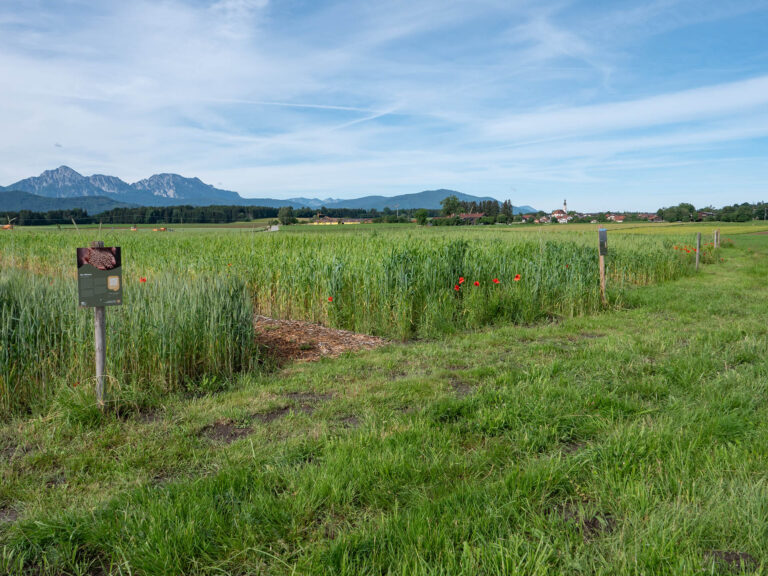Biosphären-Getreidegarten mit Bergblick