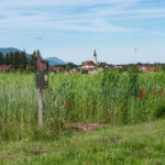 Blick über den Biosphären-Getreidegarten nach Saaldorf