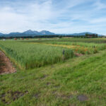 Blick über den Biosphären-Getreidegarten in die Berge