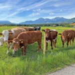 Kühe auf der Weide vor Bergkulisse