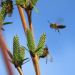 Wildbienen an Weidenkätzchen
