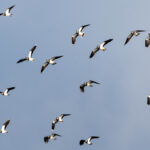 Eine Gruppe Kiebitze am Himmel